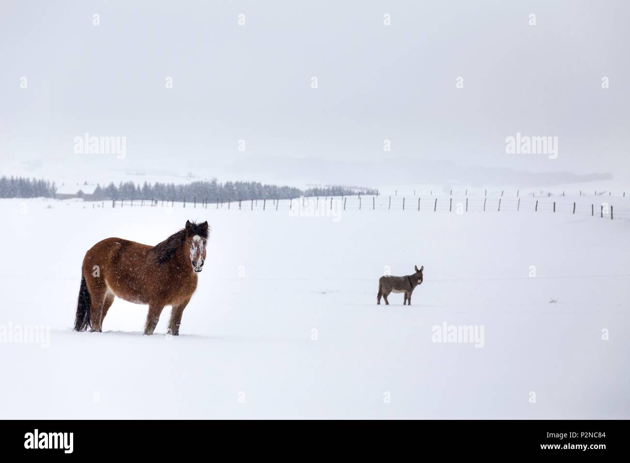 Francia, Lozère, Nasbinals, Aubrac Parco Naturale Regionale, Ardennais cavallo e asino della Provenza durante una nevicata Foto Stock