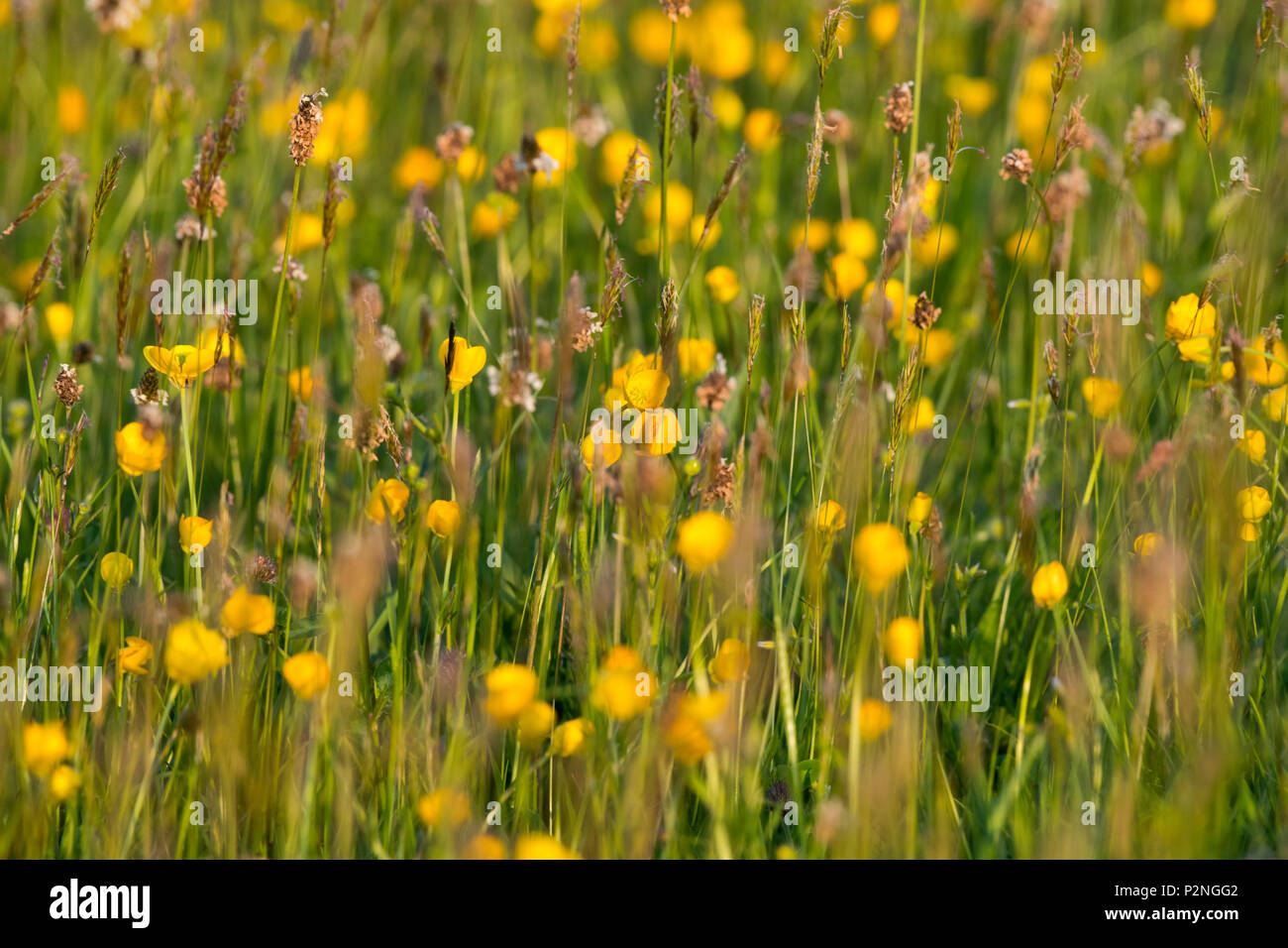 Prato di fiori selvaggi vicino Stokesay Castle, Shropshire, Regno Unito. Foto Stock
