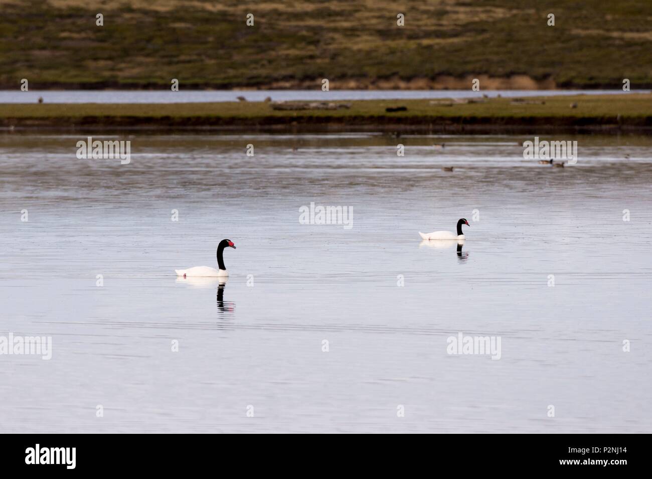 Isole Falkland, Isola di ghiaia, Cygnus melancoryphus, una coppia di nero-cigni a collo alto Foto Stock