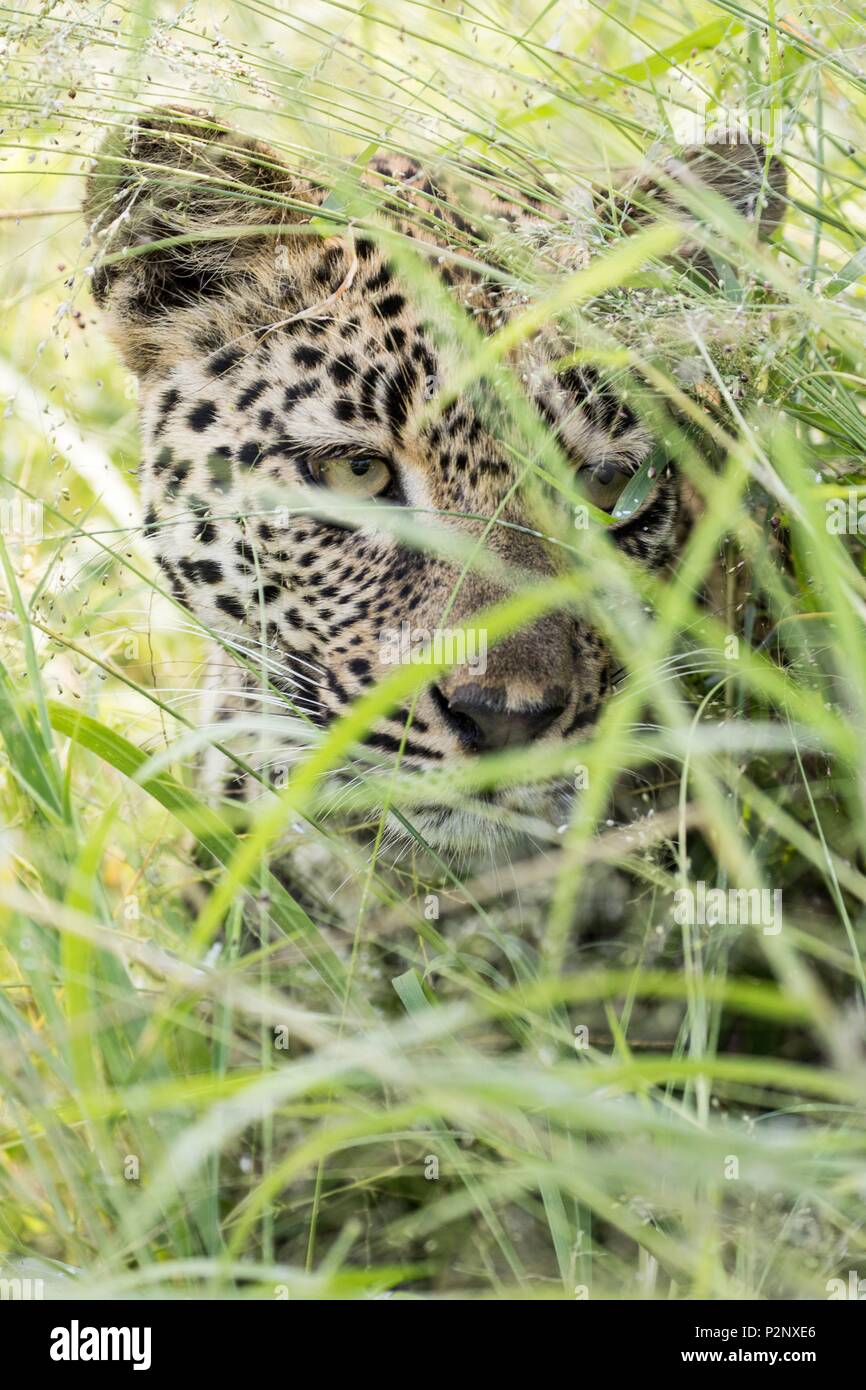 Sud Africa, Sabi Sand riserva privata, leopard (Panthera pardus), hiden in erba Foto Stock