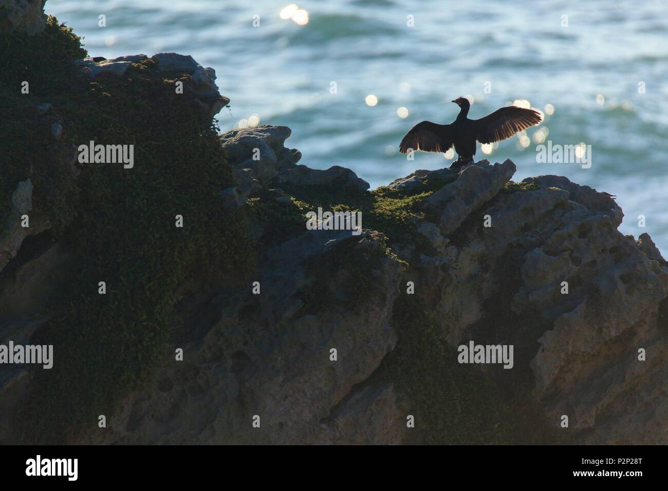 Sud Africa, Western Cape, Backcountry su un promontorio cormorano (Phalacrocorax capensis), una specie endemica, sulle rocce del De Mond Riserva Naturale Foto Stock