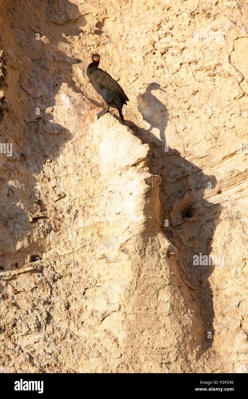 Sud Africa, Western Cape, Cape cormorano (Phalacrocorax capensis), specie endemiche, sulle rocce del De Mond Riserva Naturale Foto Stock