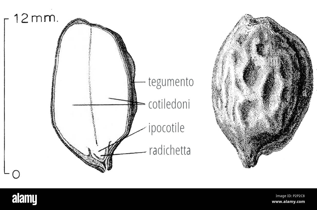 . Italiano: lo schema in italiano di seme delle Nazioni Unite di Jojoba su disegno in pubblico dominio . 15 ottobre 2013, 16:40:01. Originale: LATO SINISTRO @ USDA-NRC piante derivata del database: Flowertales.it 1 " 13 - ITALIA - In bianco e nero il disegno e schema di un seme di jojoba - ho ho bah - da flowertales.it Foto Stock