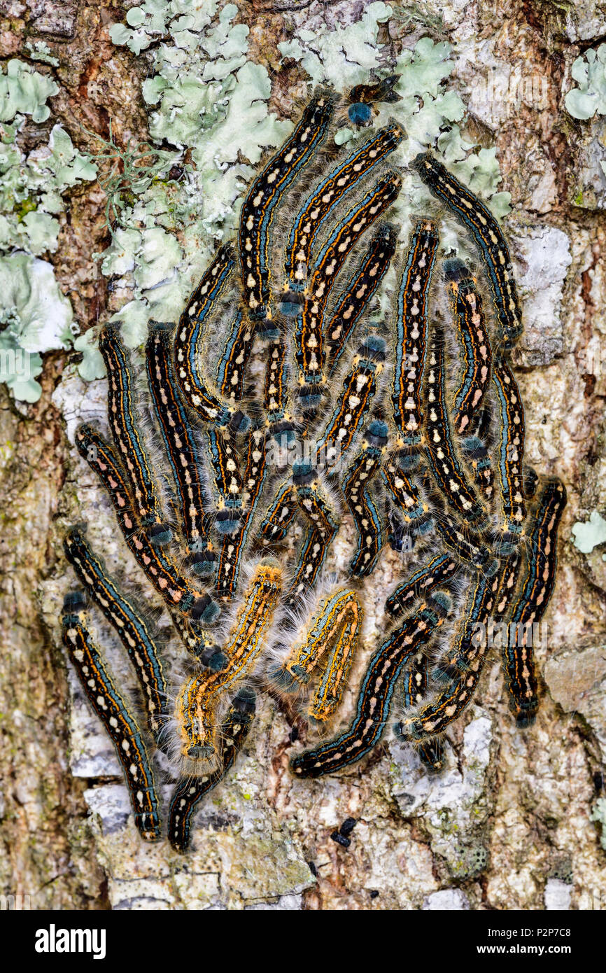 Forest tenda Caterpillar Moth riuniranno sulla struttura ad albero Foto Stock