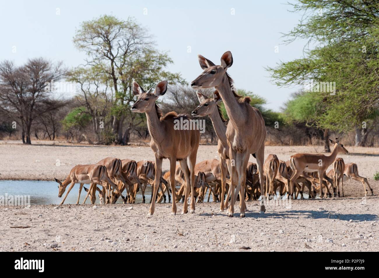 Due maggiore kudus, Tragelaphus strepsiceros, impala, Aepyceros melampus, a waterhole, Kalahari Botswana Foto Stock