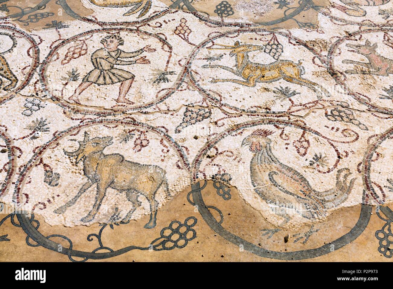 Israele, Cesarea (Cesarea maritima), antica città, Parco Nazionale, mosaici romani Foto Stock
