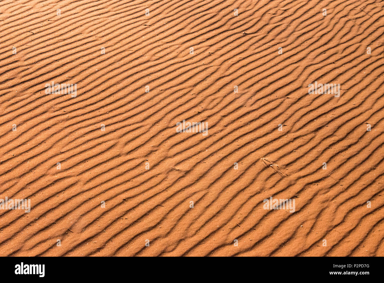 Deserto di sabbia rossa pattern, Deserto Kalahari, Regione di Hardap, Namibia Foto Stock