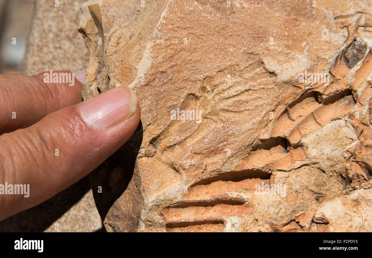 Fossile Mesosaurus, Keetmanshoop, Deserto Kalahari, Karas Regione, Namibia Foto Stock