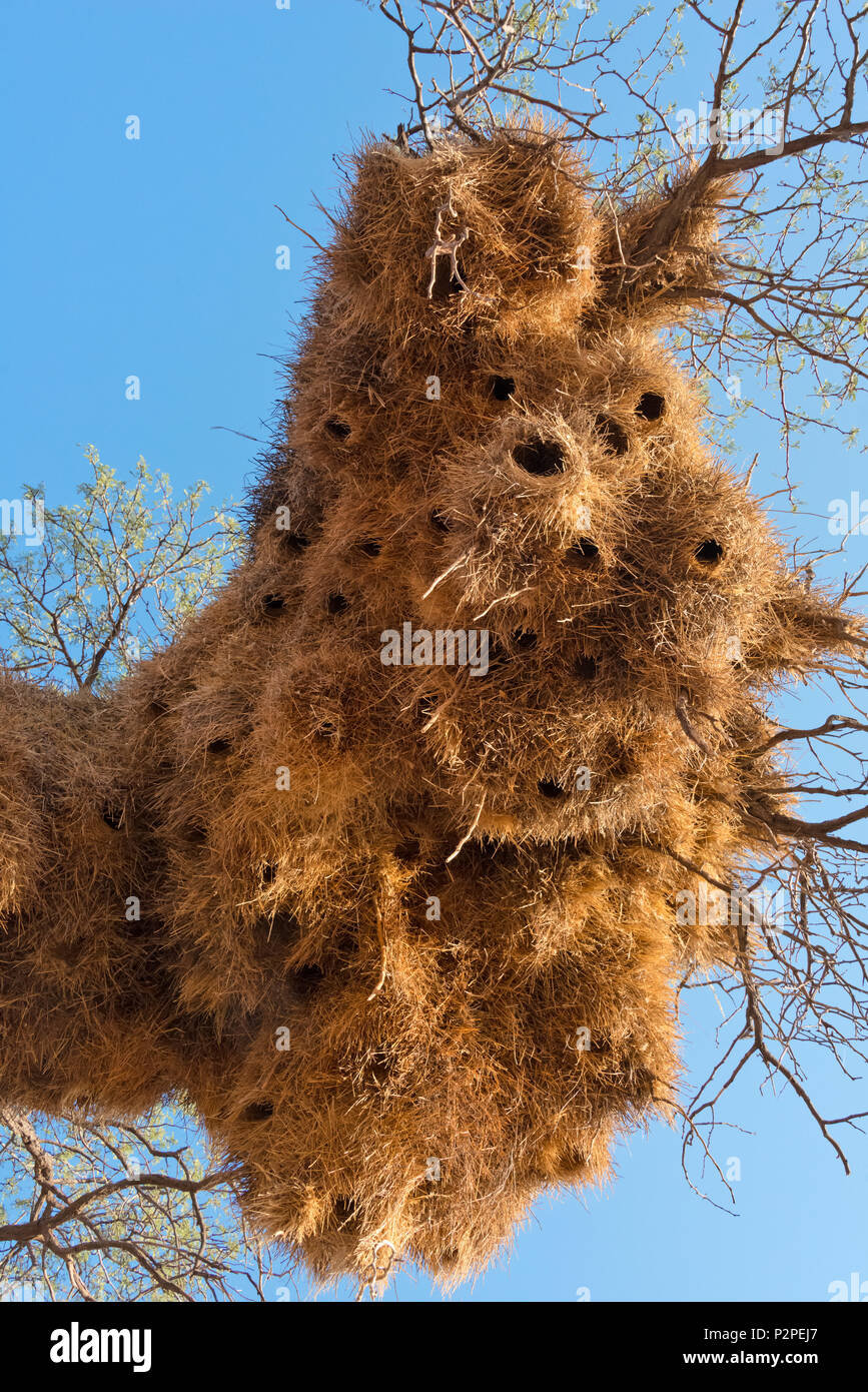 Tessitore sociale nidi di colonia su un albero al tramonto, Kgalagadi Parco transfrontaliero, Sud Africa Foto Stock