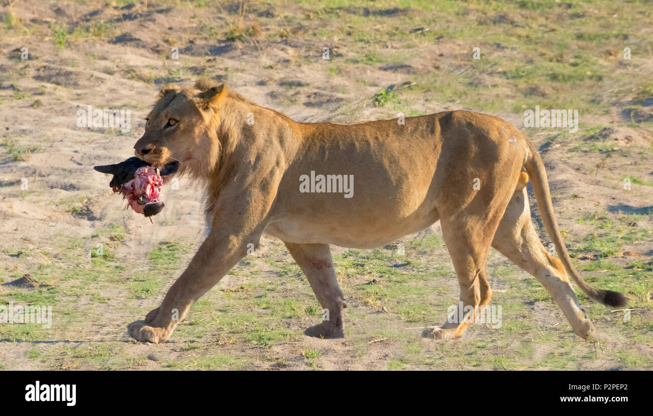 Lion, Chobe National Park, distretto nordoccidentale, Botswana Foto Stock