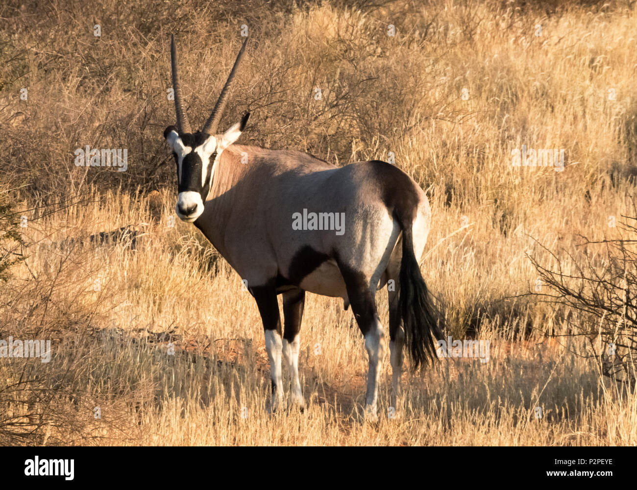 Gemsboks (Oryx Gazella), Kgalagadi Parco transfrontaliero, Sud Africa Foto Stock