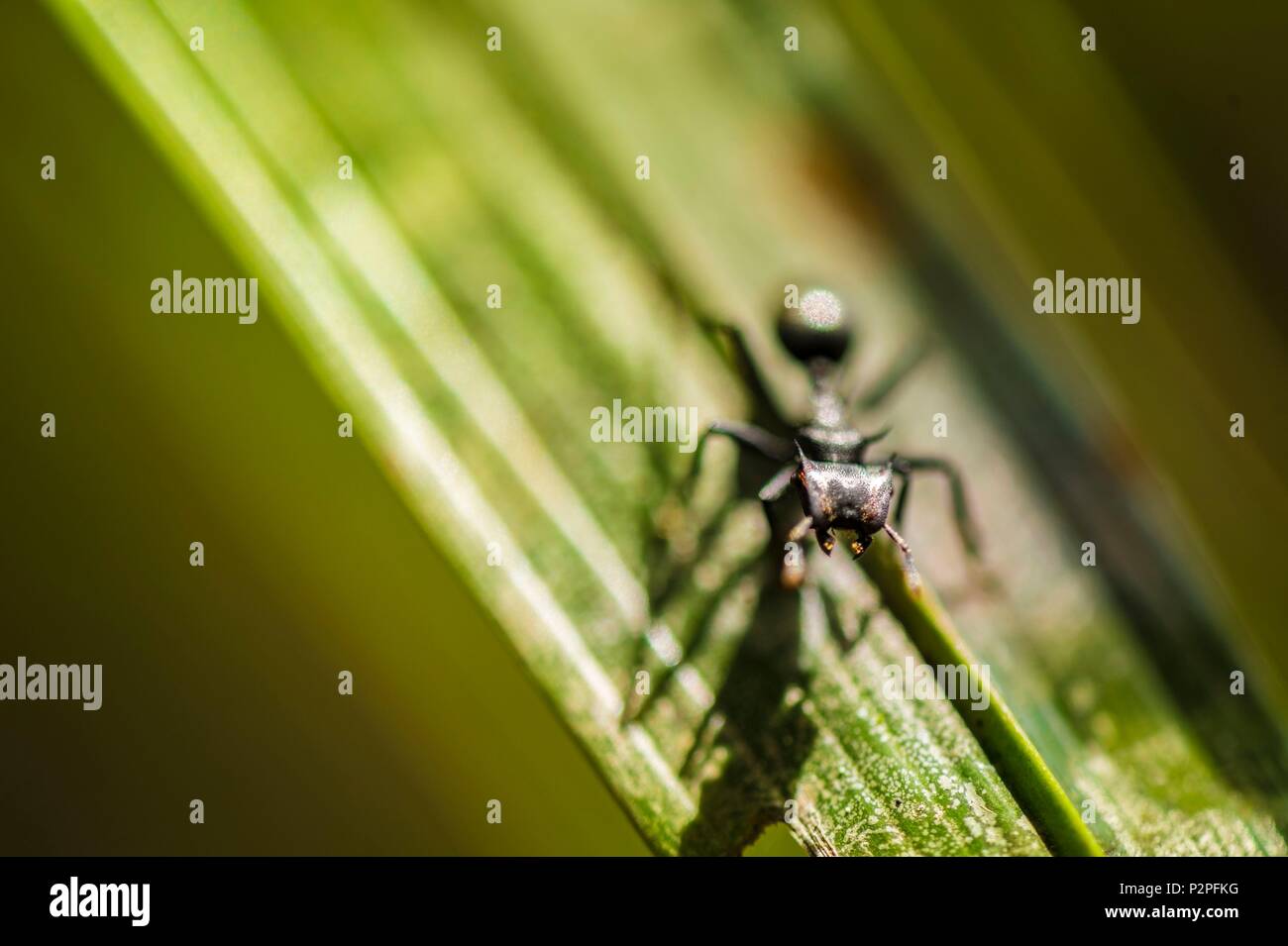 Francia, Guiana francese, Kourou, Wapa Lodge, ant ganasce aperte su una foglia Foto Stock