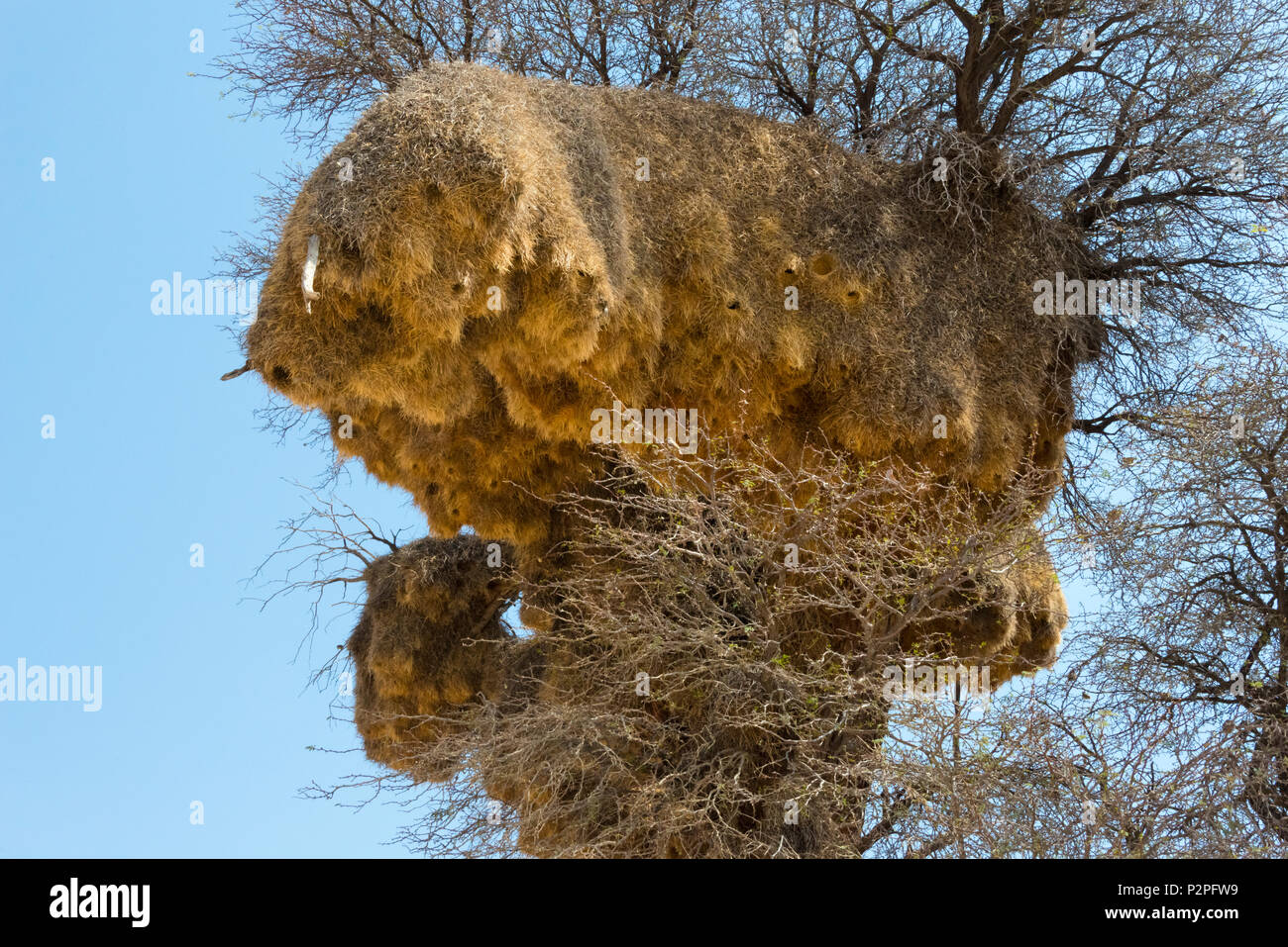 Tessitore sociale nidi di colonia su un albero, Kgalagadi Parco transfrontaliero, Sud Africa Foto Stock