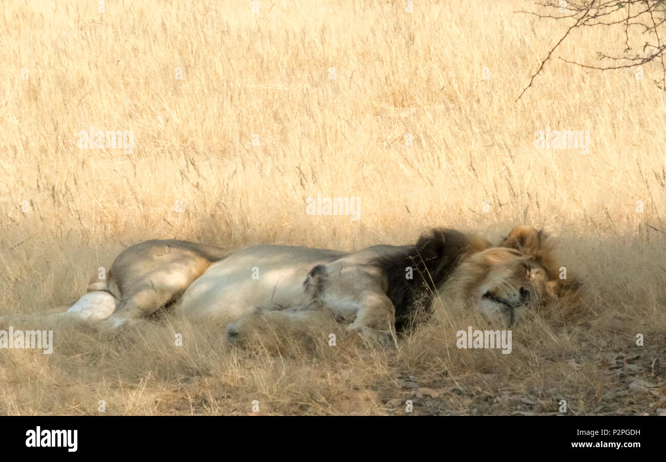 Sleeping Lion, Kgalagadi Parco transfrontaliero, Sud Africa Foto Stock