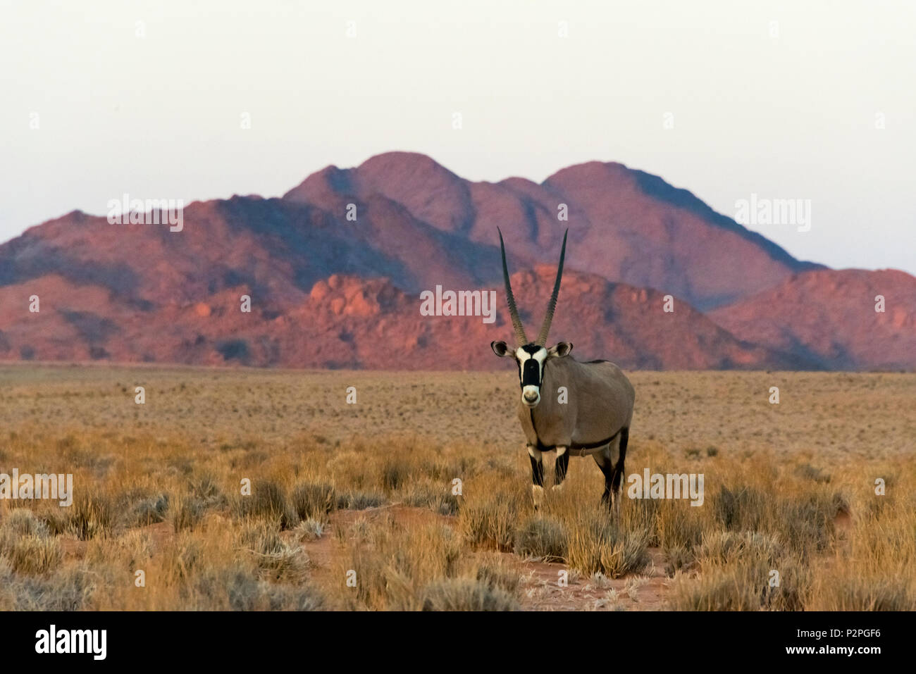 Gemsbok (Oryx Gazella) nel sud del deserto del Namib, Sesriem, Regione di Hardap, Namibia Foto Stock