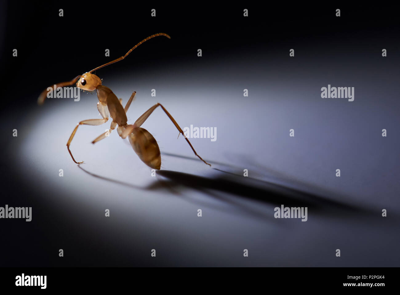 La vita solitaria del tema. Una formica sedersi e guardare indietro su sfondo grigio close up Foto Stock