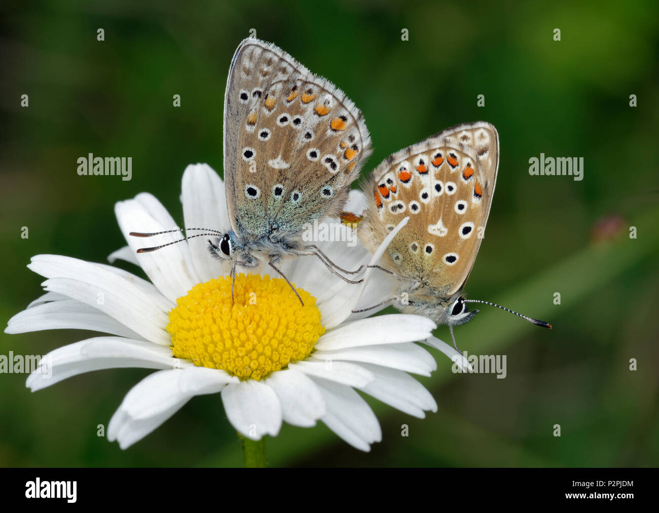 Adonis Blue Butterfly - Lysandra bellargus coniugata coppia su Oxeye Daisy - Leucanthemum vulgare Foto Stock