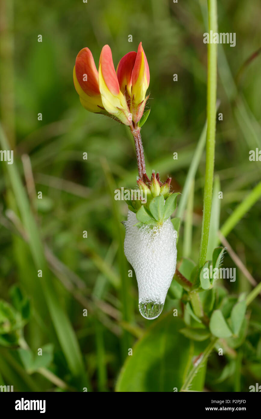 Cockoo sputare su Birdsfoot Trefoil - Lotus corniculatus Foto Stock
