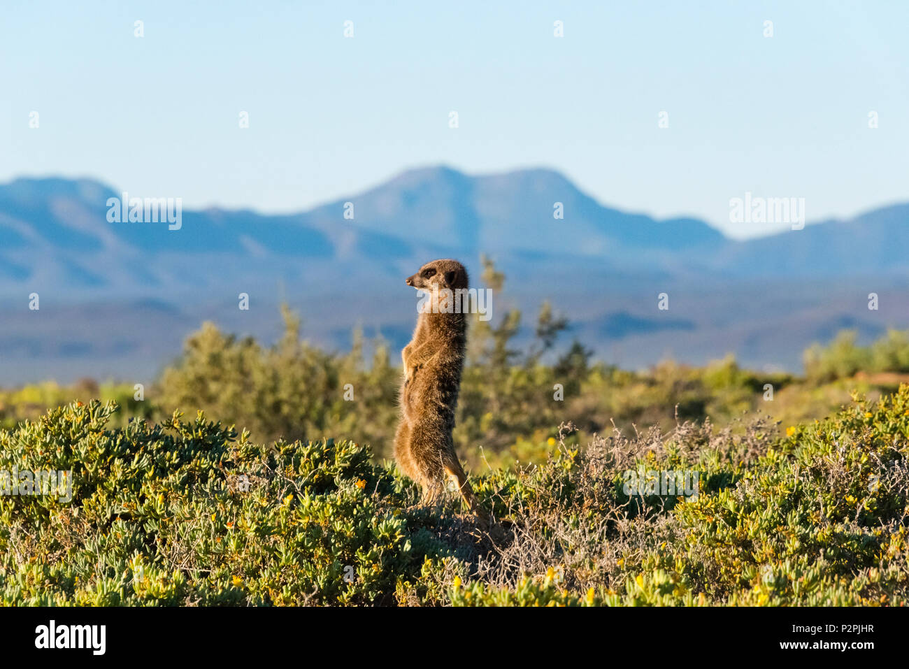 Meerkat, Provincia del Capo Occidentale, Sud Africa Foto Stock
