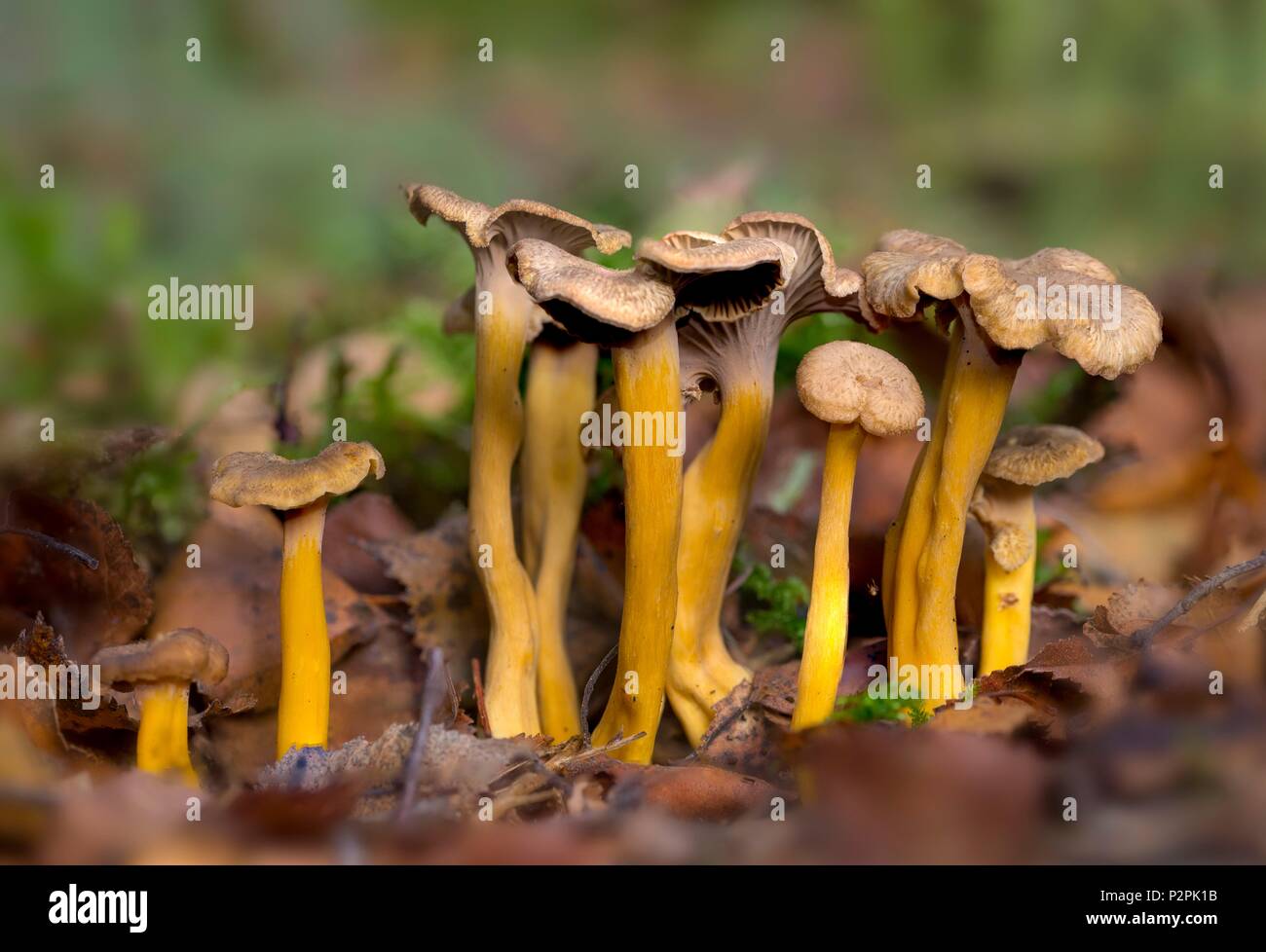 Francia, Normandia, Yellowfoot, inverno fungo od imbuto Chanterelle (Craterellus tubaeformis) Foto Stock