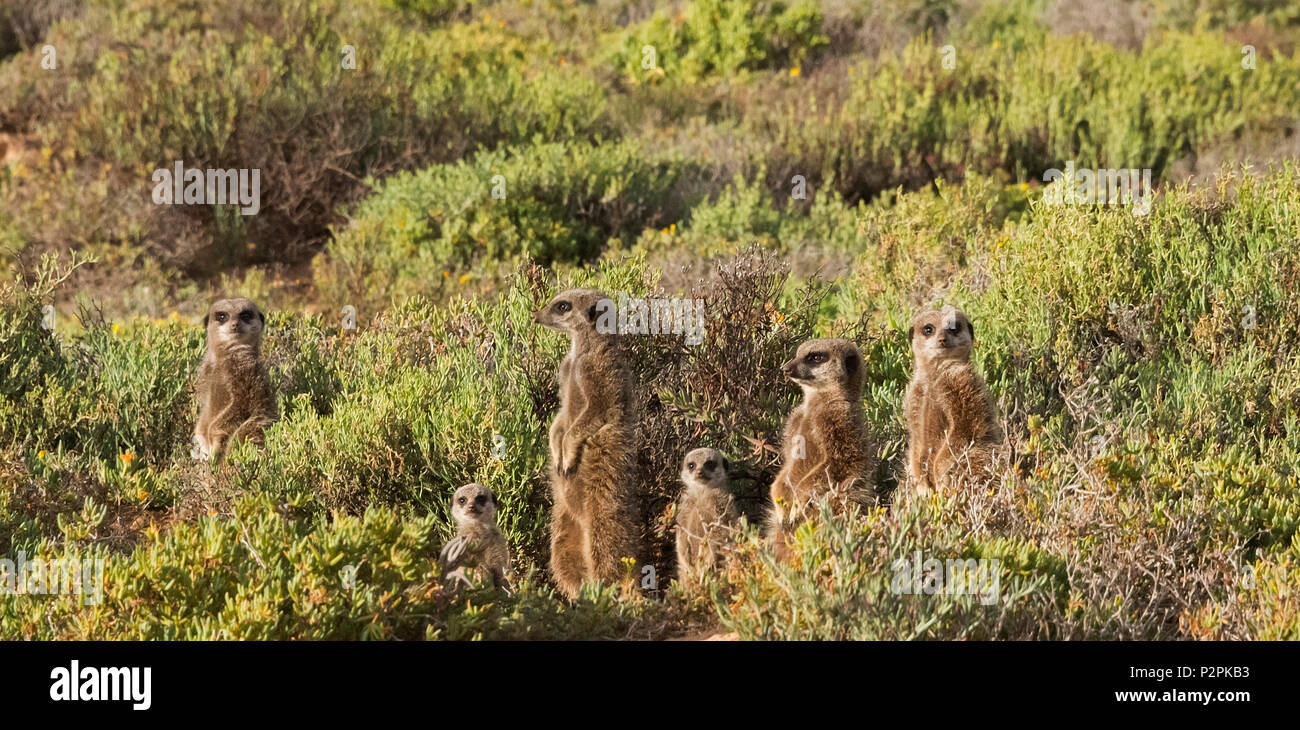 Famiglia di meerkat, Provincia del Capo Occidentale, Sud Africa Foto Stock