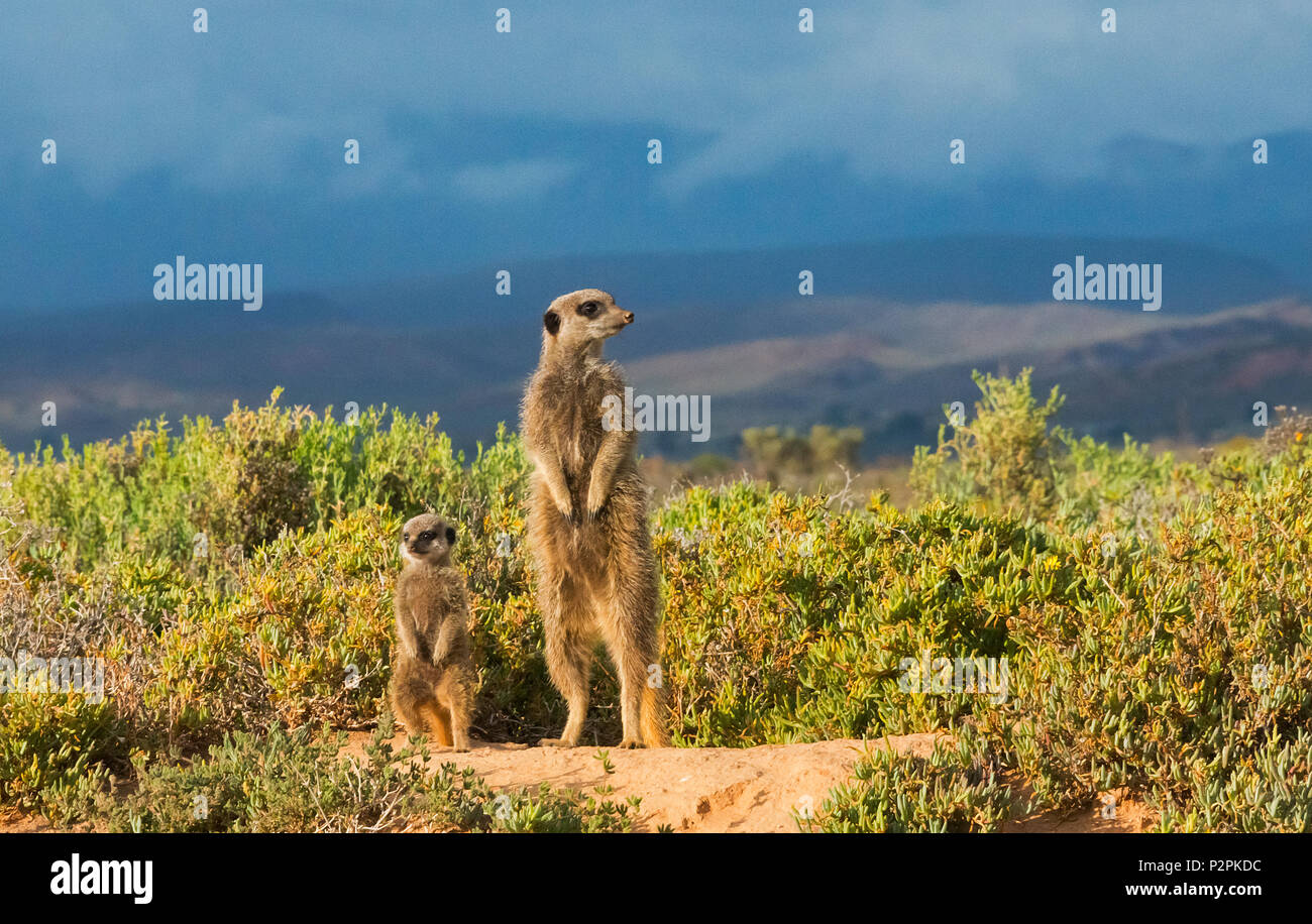 Famiglia di meerkat, Provincia del Capo Occidentale, Sud Africa Foto Stock