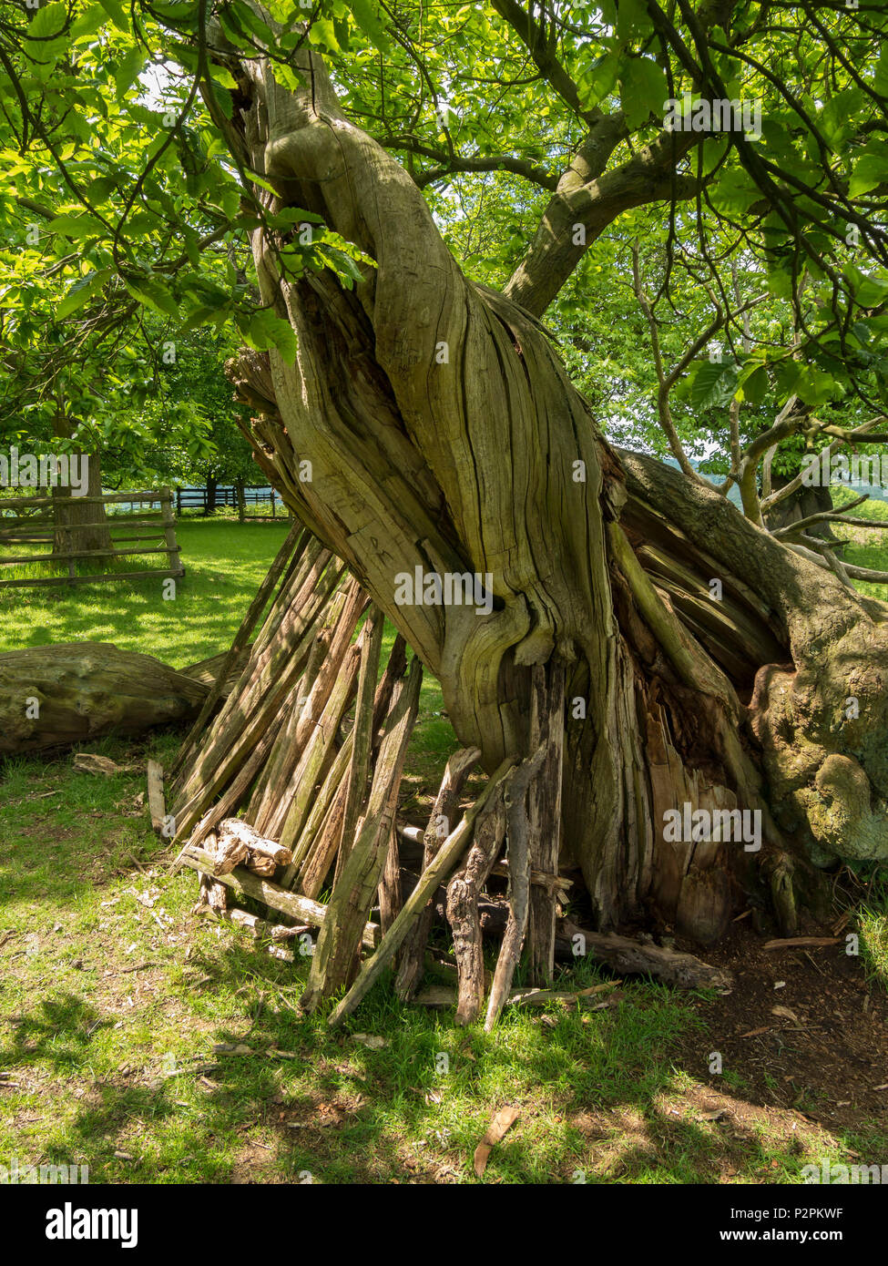 Twisted trunk a spirale di un vecchio Castagno con gioco del bambino den sotto, Glenfield Lodge Park, Leicestershire, England, Regno Unito Foto Stock