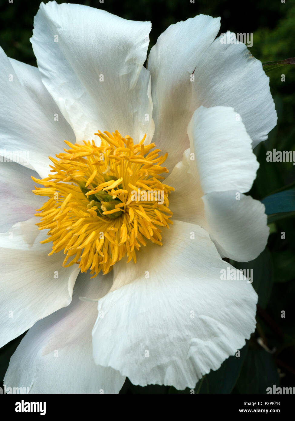 Paeonia lactiflora 'ali bianche' Peonia fiore closeup Foto Stock