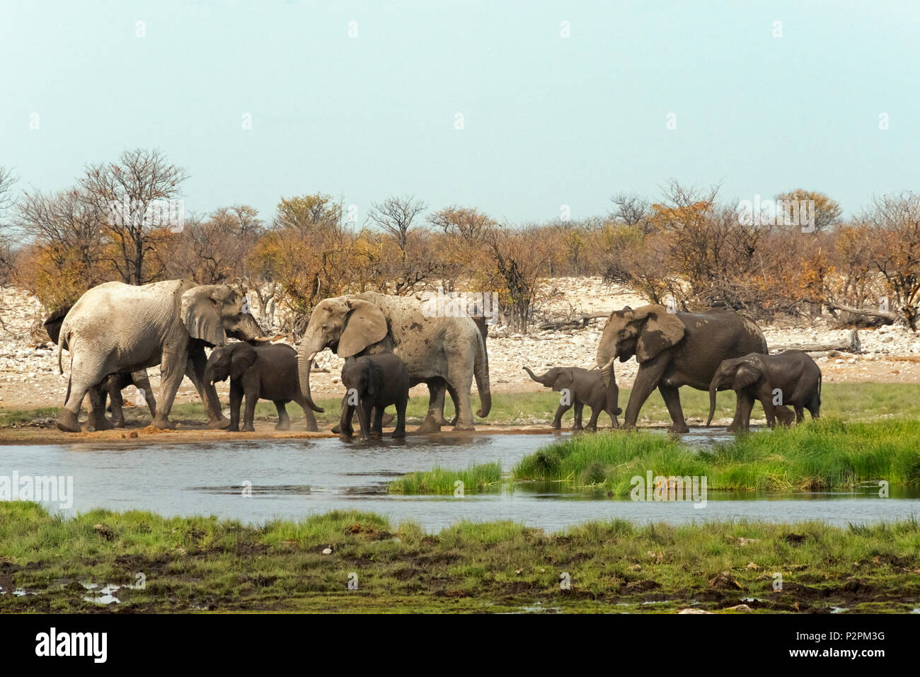 Una mandria di elefanti nel Parco Nazionale Etosha, Regione di Oshikoto, Namibia Foto Stock