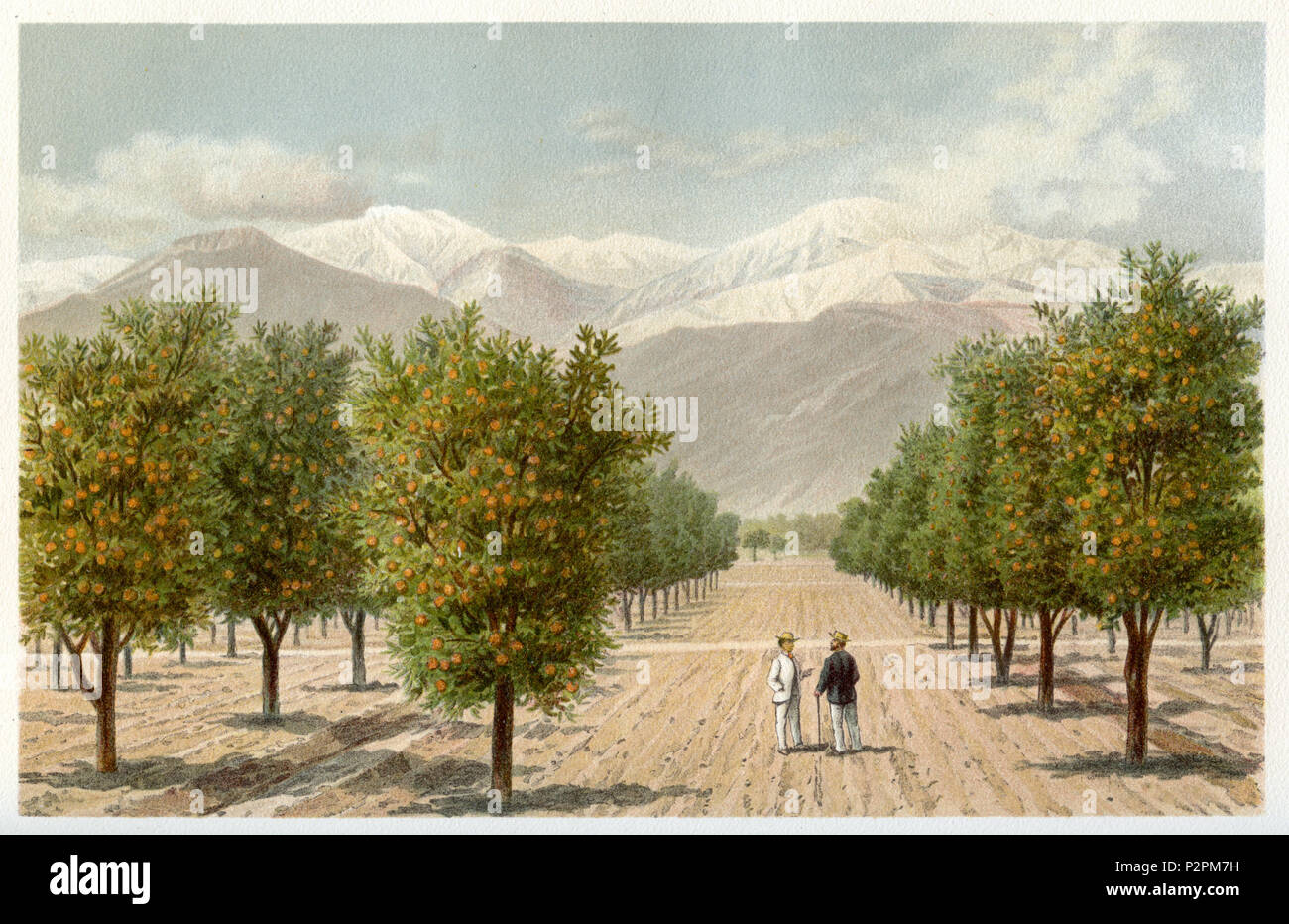 La piantagione di Orange in California del Sud. Dopo un acquerello di Hermann Heubner, 1915 Foto Stock