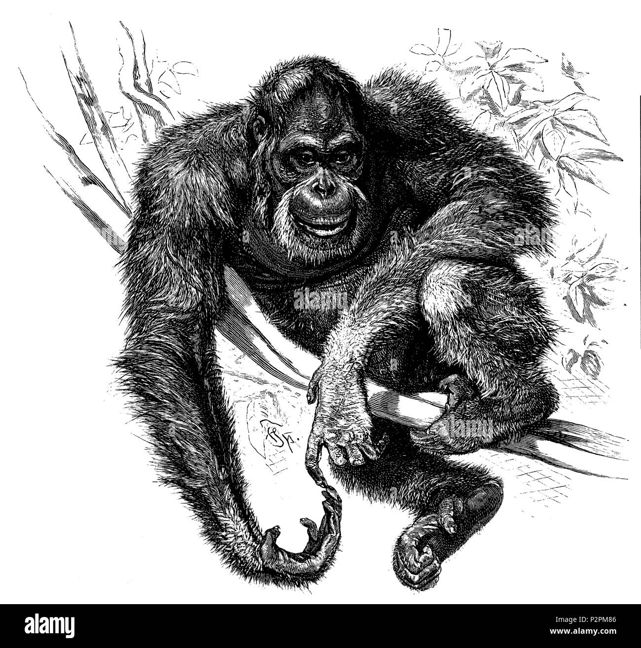 <Orangutan Pongo pygmaeus>, Friedrich Specht 1888 Foto Stock