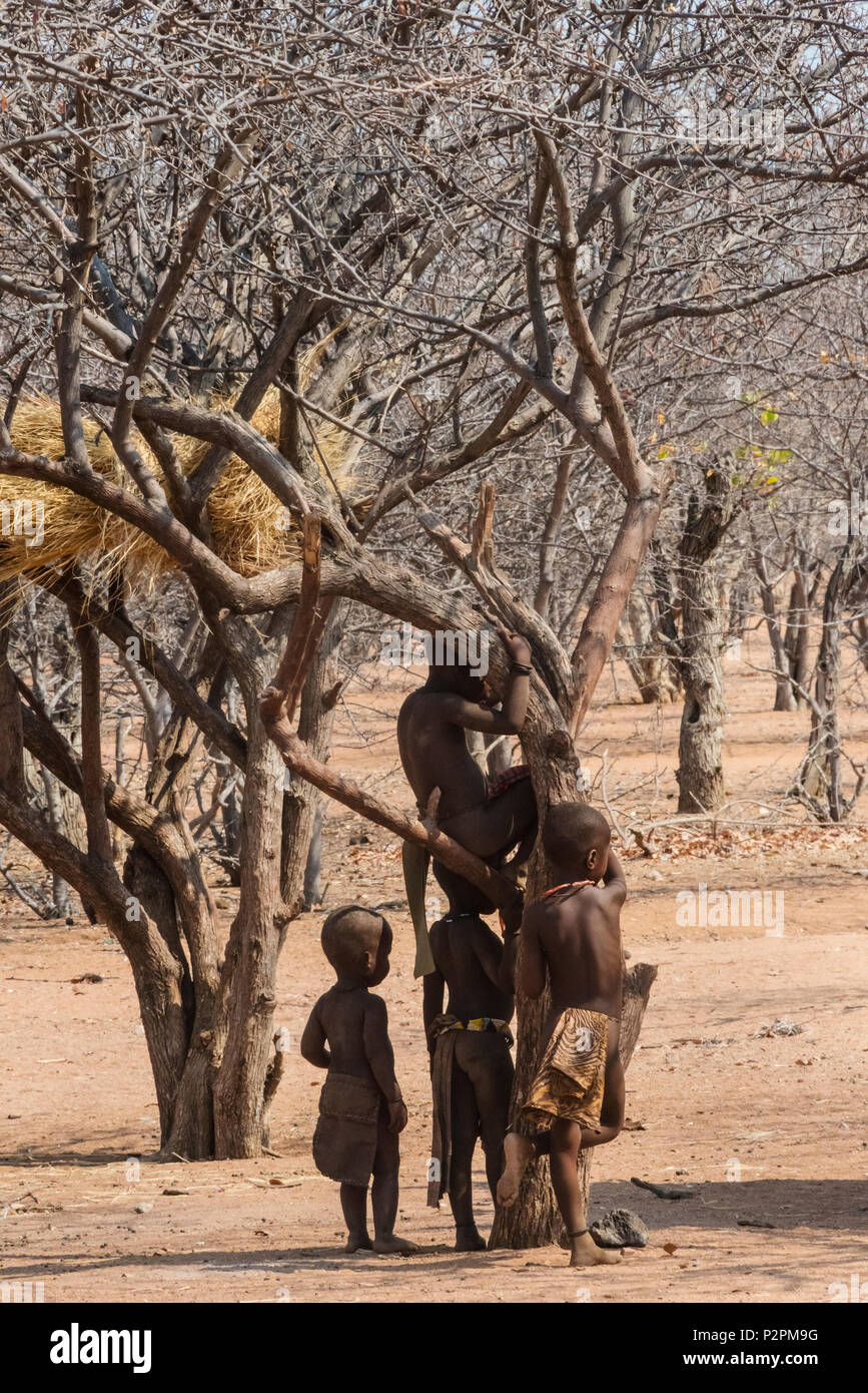 Himba ai bambini di arrampicarsi su un albero con nido di tessitore nel villaggio di Damaraland, Kuene Regione, Namibia Foto Stock