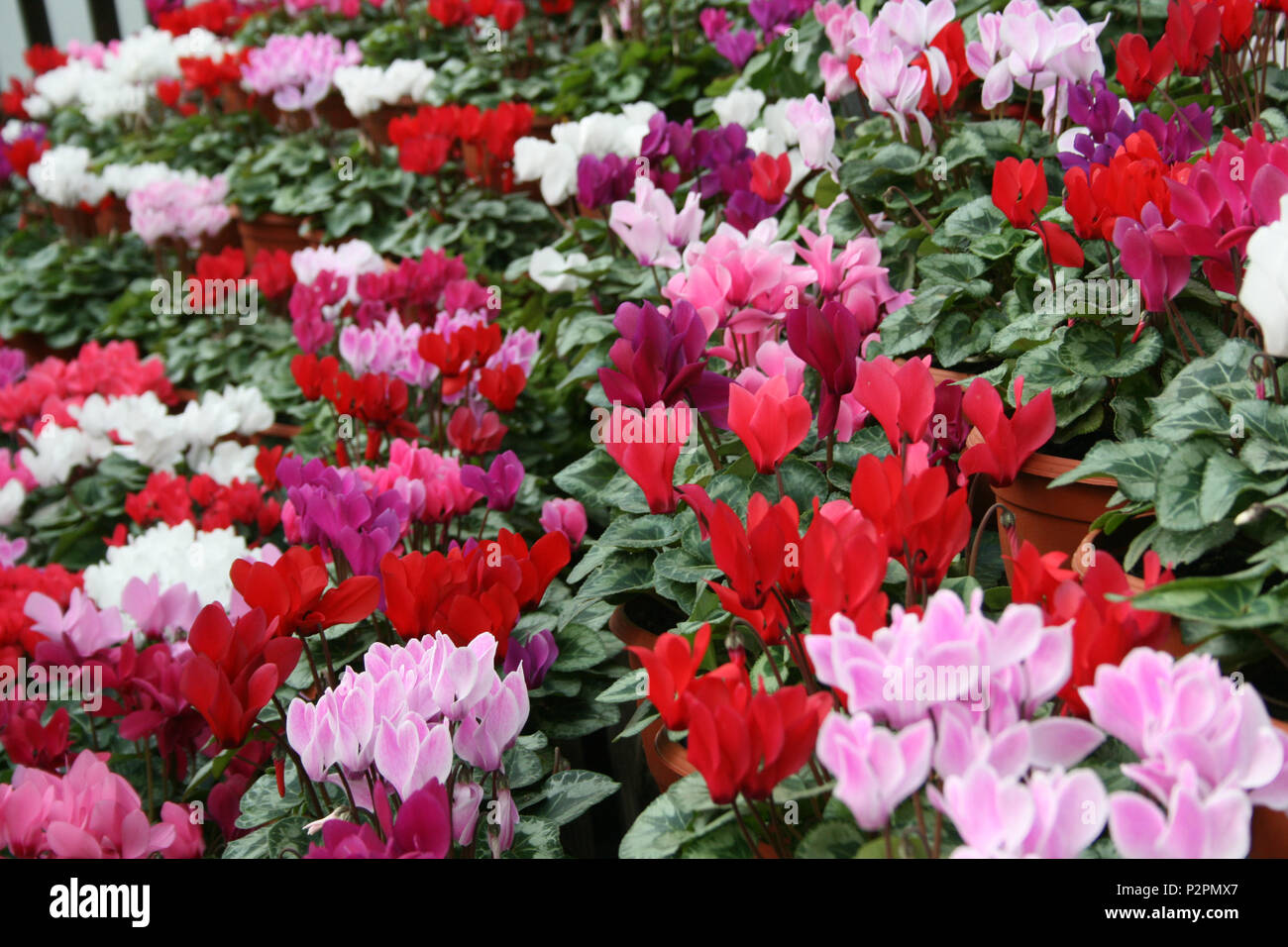 Ciclamini colorati fiori che crescono da tuberi e sono apprezzati per la loro upswept petali e foglie modellato. Foto Stock