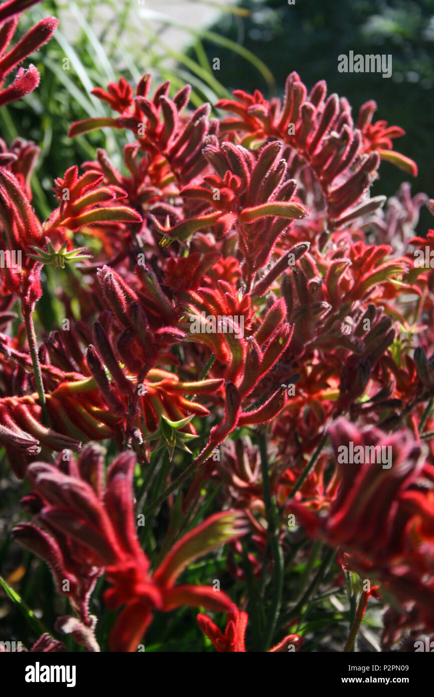 Canguro rosso Paw fiori, Australia occidentale Foto Stock