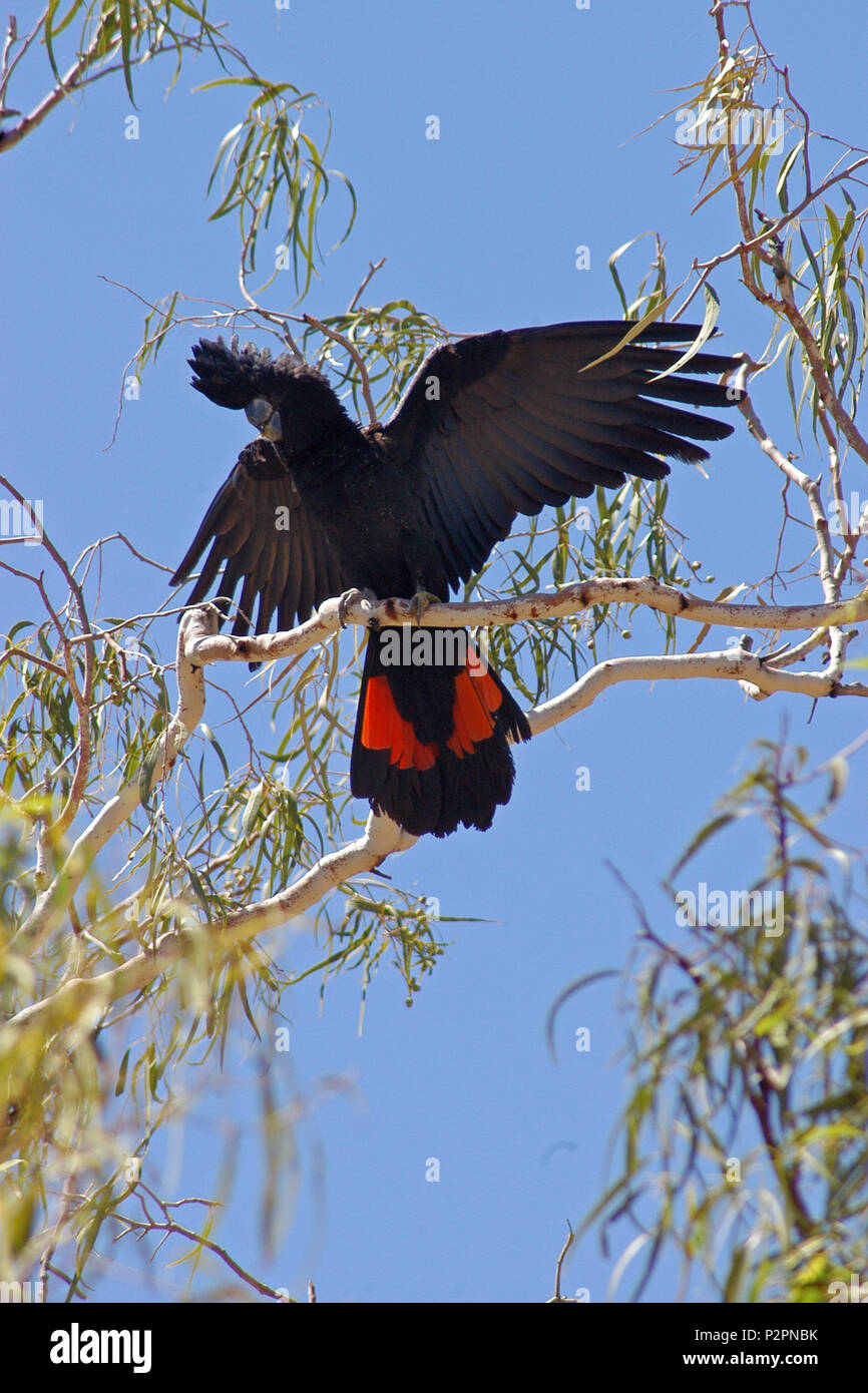 Il red-tailed black cockatoo (Calyptorhynchus banksii) noto anche come Banksian- o banche" nero cacatua, un grande nero cockatoo nativa per l'Australia Foto Stock