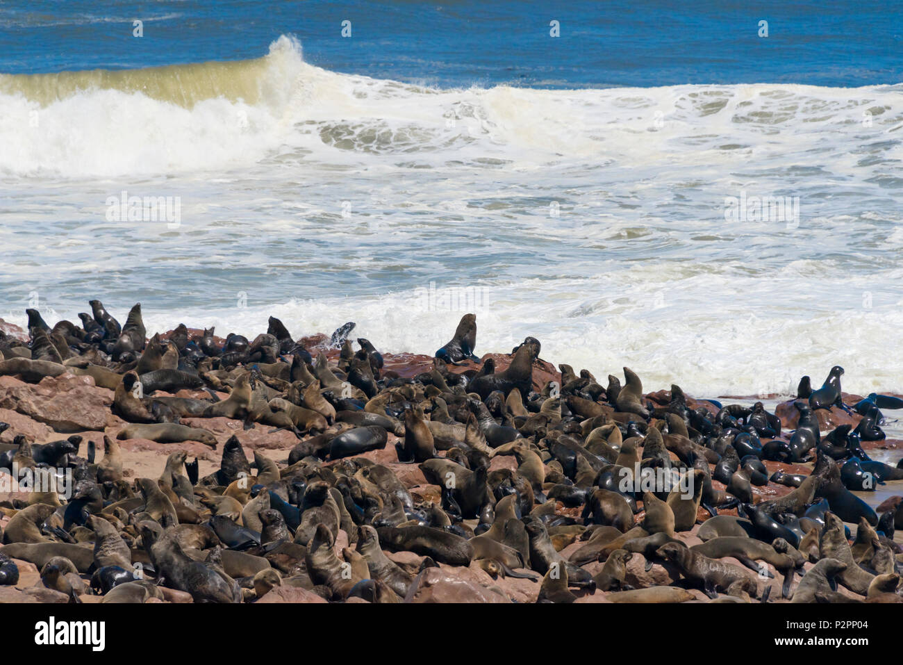 Colonia di foche a Cape Cross sulla costa dello scheletro del Sud Atlantico, Regione di Erongo, Namibia Foto Stock