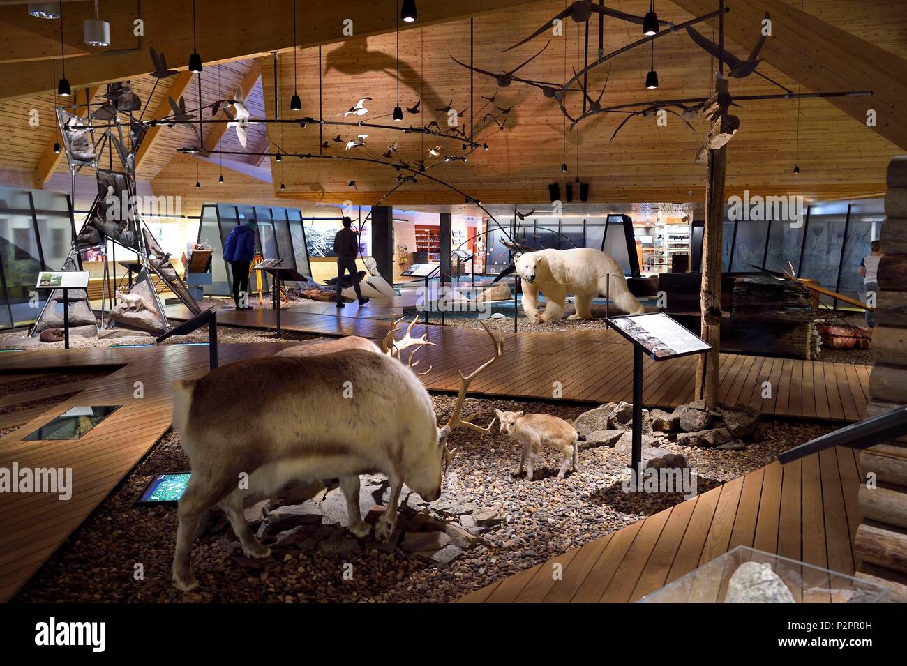 Norvegia Isole Svalbard, Spitzbergen, Longyearbyen, Svalbard museum, renna delle Svalbard (Rangifer tarandus platyrhynchus) Foto Stock