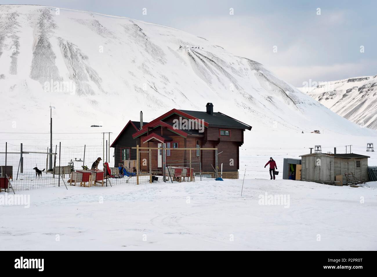 Norvegia Isole Svalbard, Spitzbergen, Adventdalen Valley vicino a Longyearbyen, allevamento di cani da slitta Foto Stock