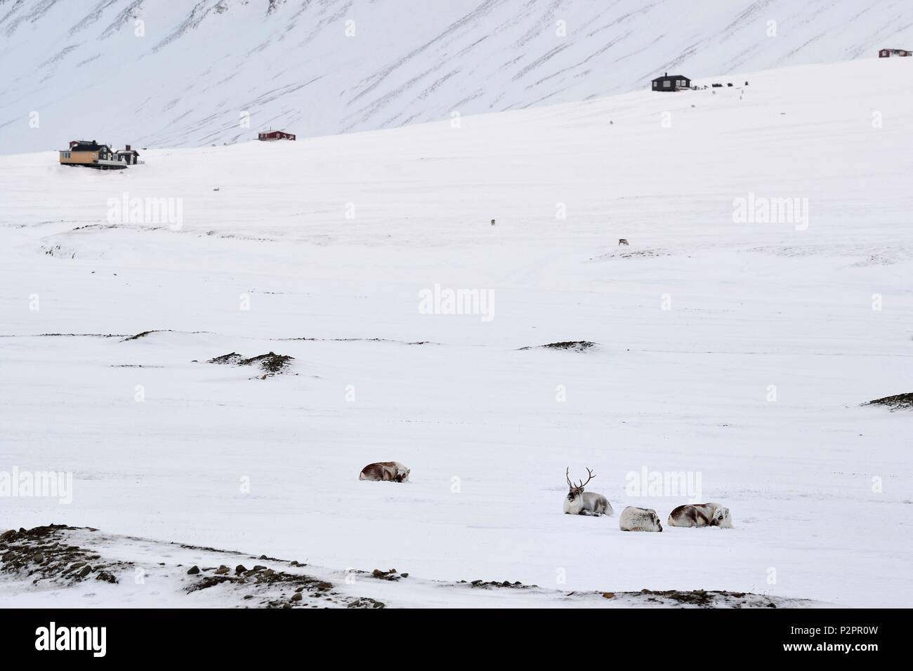 Norvegia Isole Svalbard, Spitzbergen, Adventdalen Valley vicino a Longyearbyen,, renna delle Svalbard (Rangifer tarandus platyrhynchus) Foto Stock