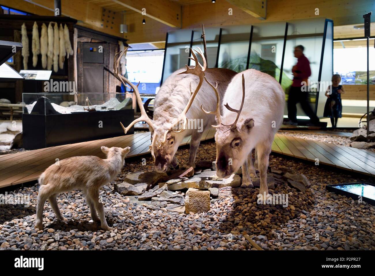 Norvegia Isole Svalbard, Spitzbergen, Longyearbyen, Svalbard museum, renna delle Svalbard (Rangifer tarandus platyrhynchus) Foto Stock