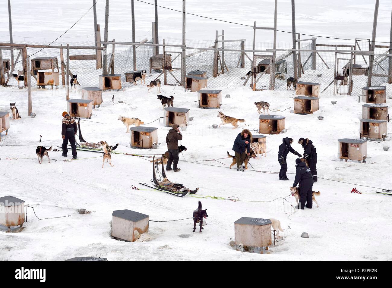 Norvegia Isole Svalbard, Spitzbergen, Adventdalen Valley vicino a Longyearbyen, allevamento di cani da slitta, Huskies attendere al loro allevamento per essere prelevati per tirare slitte Foto Stock