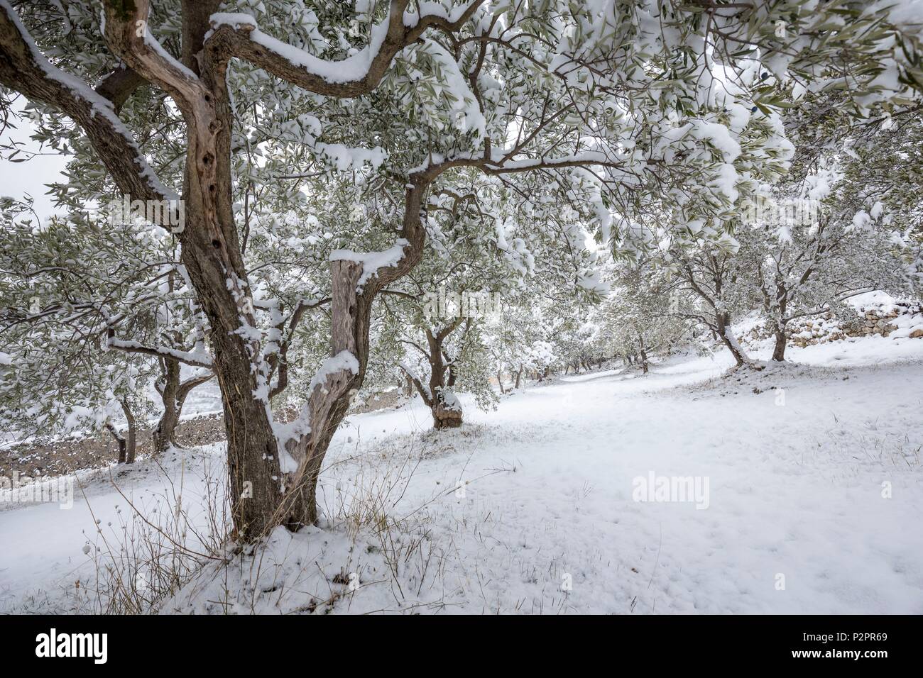 Francia, Alpes de Haute Provence, riserva naturale regionale del Verdon, Moustiers Sainte Marie, certificata i più bei villaggi di Francia, oliva alberi coperti di neve Foto Stock