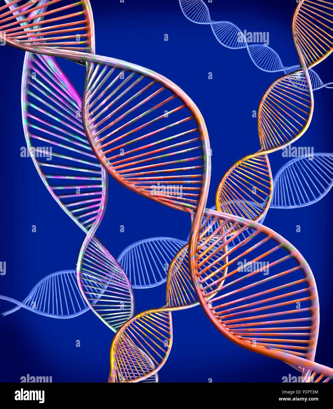 Filamenti di DNA. Computer illustrazione che mostra la struttura di un doppio filamento di DNA (acido desossiribonucleico) molecole. Il DNA è composto da due trefoli intrecciati in una doppia elica. Ciascun trefolo è composto di zucchero-fosfato (curvi) attaccato alle basi nucleotidiche. Ci sono quattro basi: adenina, citosina, guanina e timina. Il DNA contiene sezioni chiamati geni che codificano il corpo di informazioni genetiche. Foto Stock