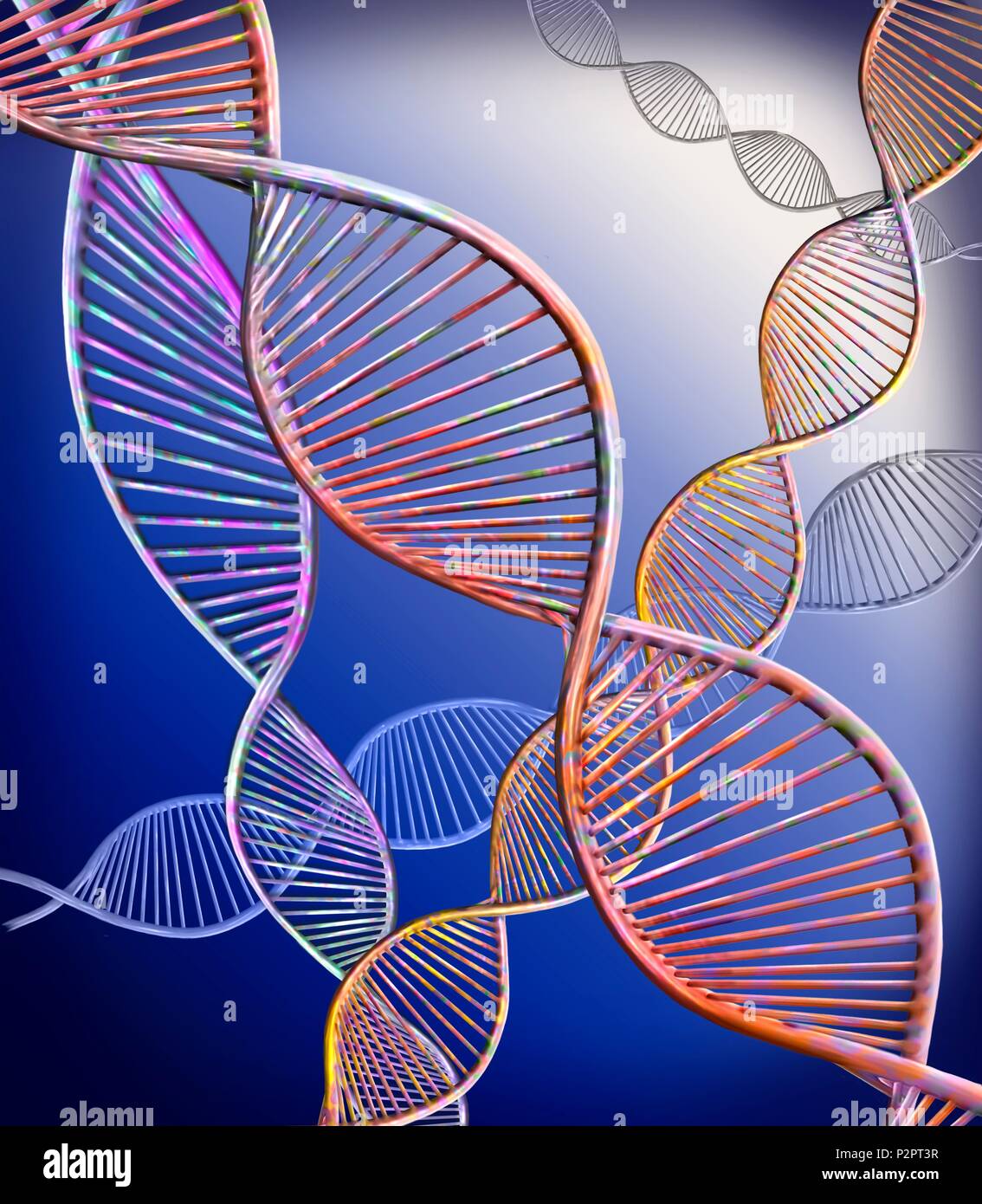 Filamenti di DNA. Computer illustrazione che mostra la struttura di un doppio filamento di DNA (acido desossiribonucleico) molecole. Il DNA è composto da due trefoli intrecciati in una doppia elica. Ciascun trefolo è composto di zucchero-fosfato (curvi) attaccato alle basi nucleotidiche. Ci sono quattro basi: adenina, citosina, guanina e timina. Il DNA contiene sezioni chiamati geni che codificano il corpo di informazioni genetiche. Foto Stock