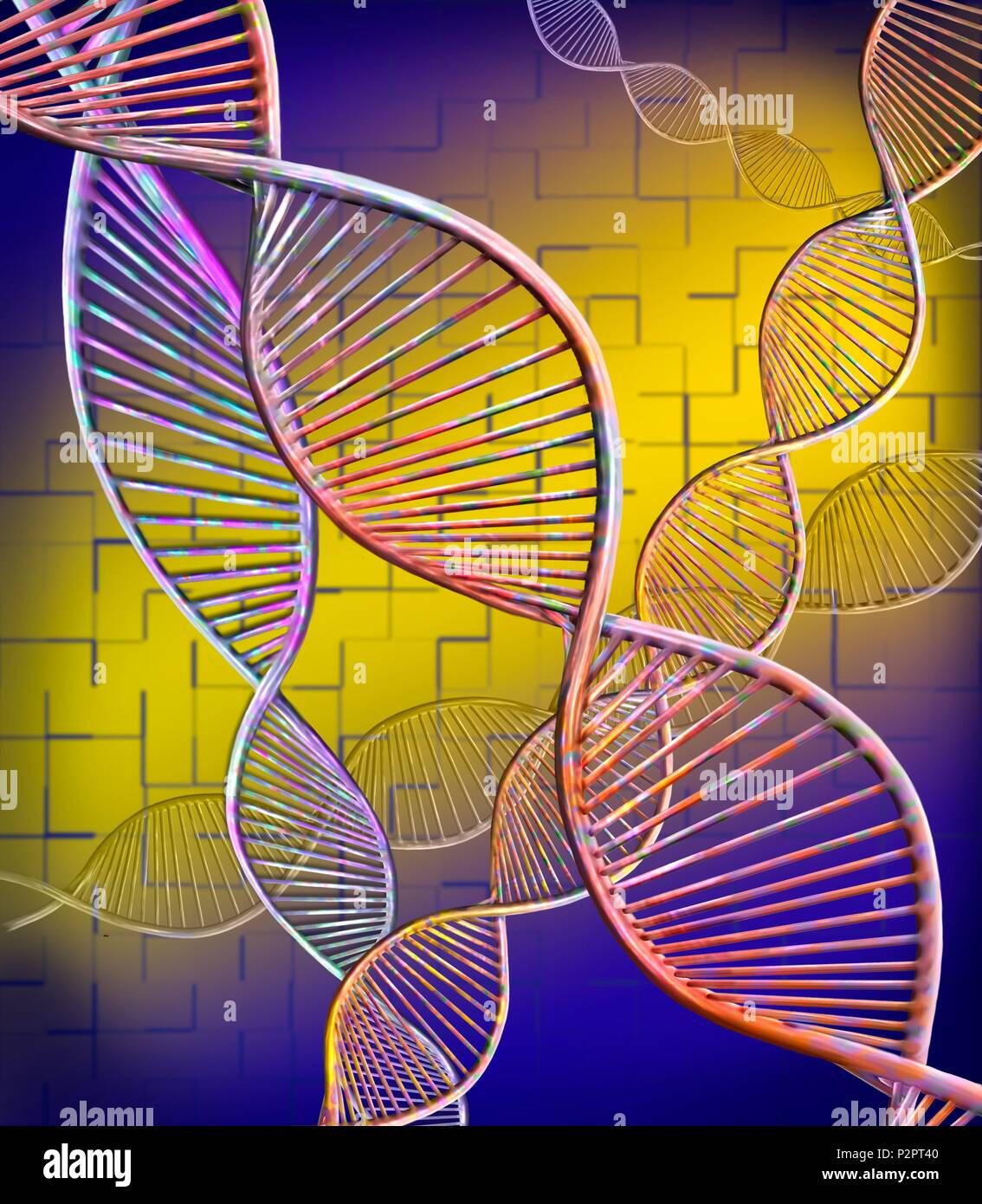 Filamenti di DNA. Computer illustrazione che mostra la struttura di un doppio filamento di DNA (acido desossiribonucleico) molecole. Il DNA è composto da due trefoli intrecciati in una doppia elica. Ciascun trefolo è composto di zucchero-fosfato (curvi) attaccato alle basi nucleotidiche. Ci sono quattro basi: adenina, citosina, guanina e timina. Il DNA contiene sezioni chiamati geni che codificano il corpo di informazioni genetiche. Foto Stock