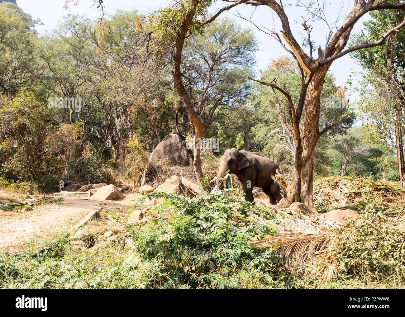 L'elefante indiano tusker, visto nel deserto del Western Ghat foreste. Foto Stock