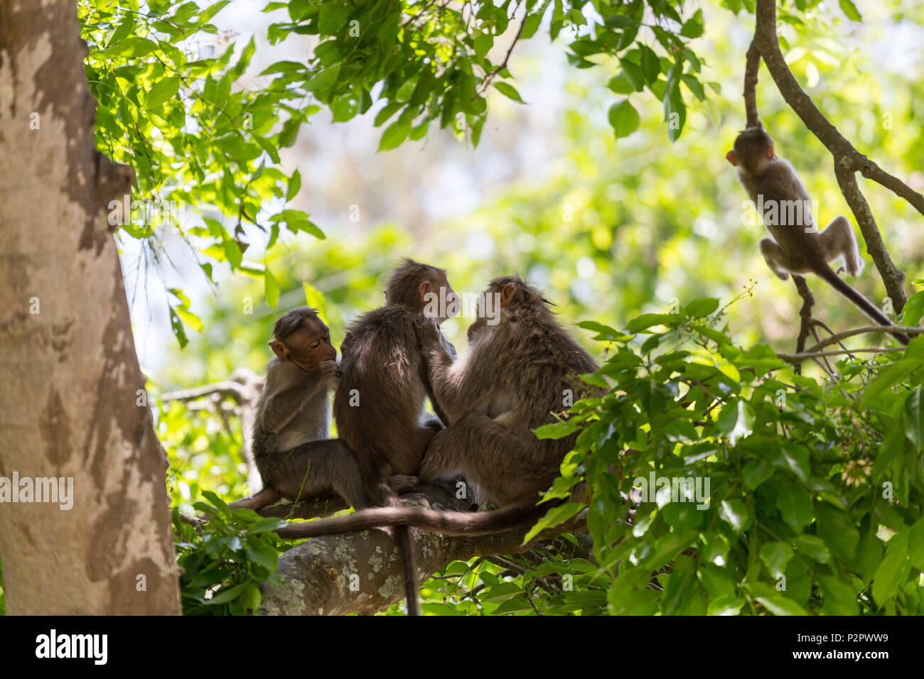 Cofano famiglia macaco (Macaca radiata) toelettatura e ogni gara altre, mentre si guarda il loro giovane ingannare intorno a. Bandipur National Park, Karna Foto Stock