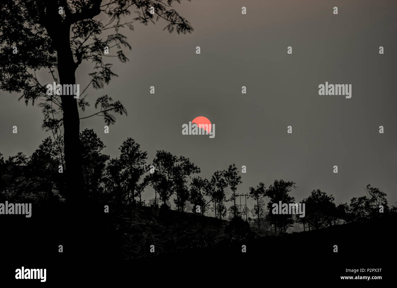 Tramonto rossastro al di sopra del villaggio di Valparai con alberi forestali silhouette. India Foto Stock