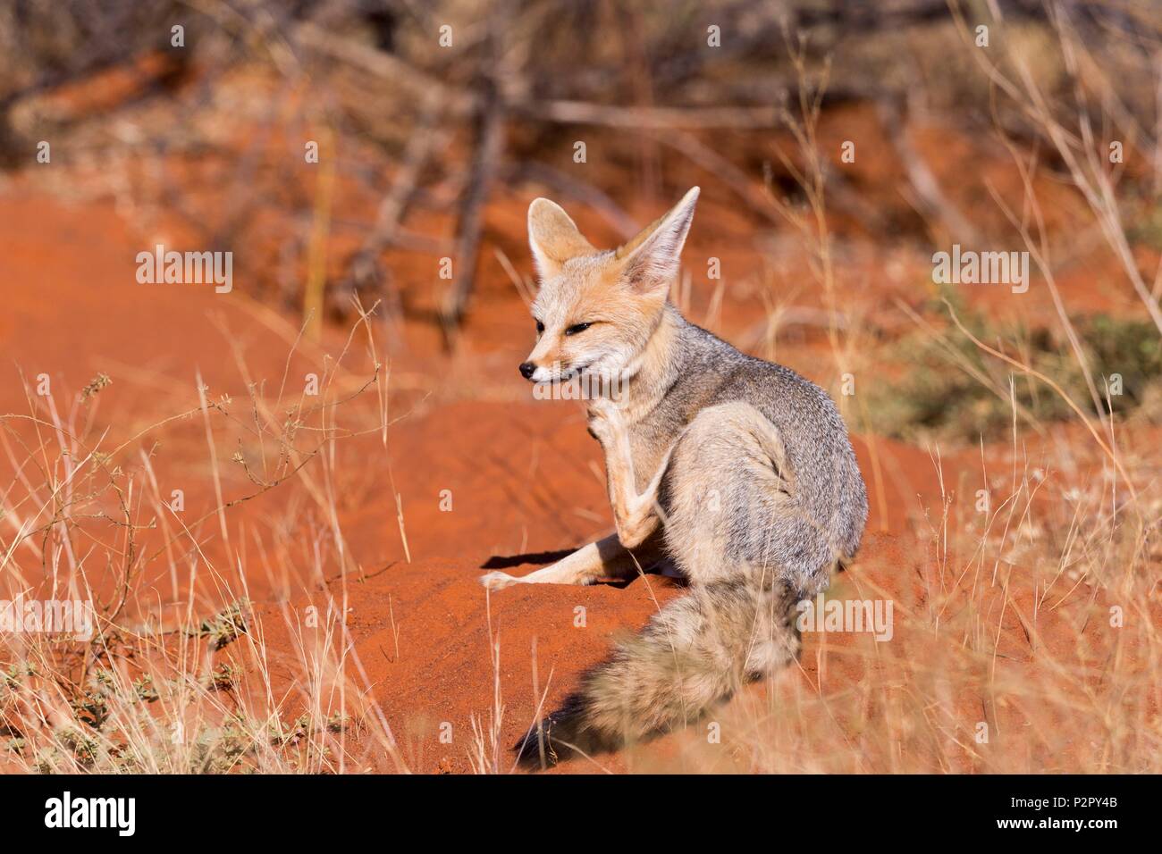 Sud Africa, Deserto Kalahari, Capo volpe (Vulpes vulpes chama), riposo Foto Stock