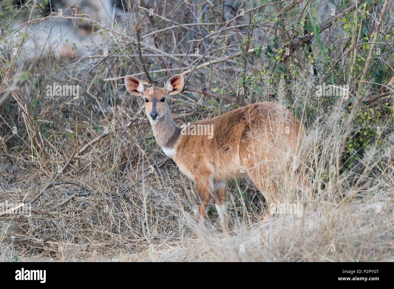 Sud Africa, Deserto Kalahari, bushbuck (Tragelaphus scriptus), Giovane maschio Foto Stock
